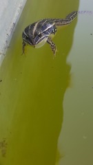 Leptodactylus gracilis