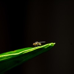 Liriomyza clianthi