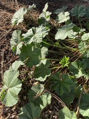 Malva parviflora