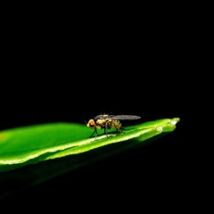 Liriomyza clianthi