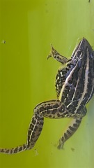 Leptodactylus gracilis