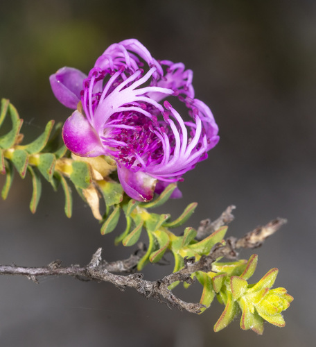 Melaleuca pulchella · BioDiversity4All