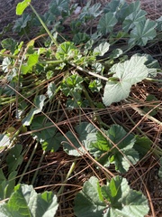 Malva parviflora