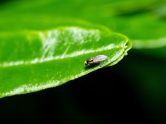 Liriomyza clianthi