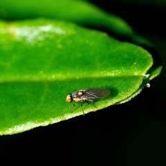 Liriomyza clianthi