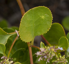 Scaevola crassifolia