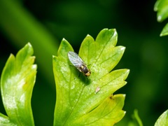 Liriomyza clianthi