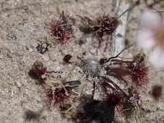 Drosera occidentalis