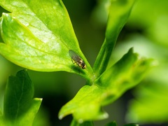 Liriomyza clianthi