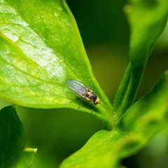 Liriomyza clianthi