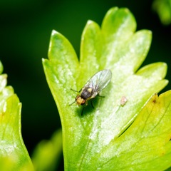 Liriomyza clianthi