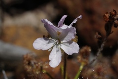 Drosera scorpioides