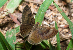 Zabuella tenellus