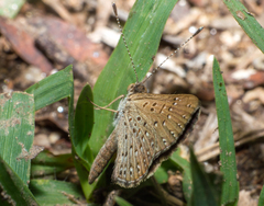Zabuella tenellus