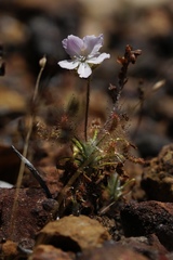 Drosera scorpioides