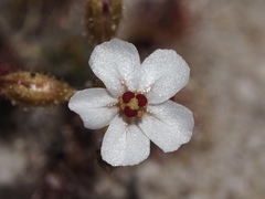 Drosera nitidula