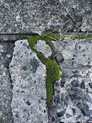 Hyophiladelphus agrarius