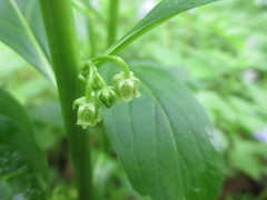 Hybanthus concolor