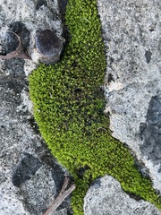 Hyophiladelphus agrarius