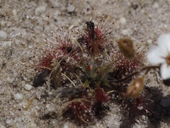 Drosera nitidula