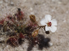 Drosera nitidula