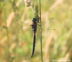 Rhionaeschna variegata