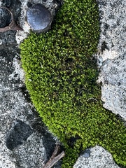 Hyophiladelphus agrarius