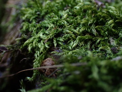 Brachythecium laetum