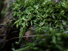 Brachythecium laetum