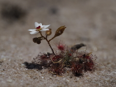 Drosera nitidula