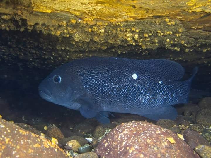 Chilean vieja (Graus nigra) — Kyphosidae