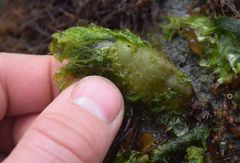 Dactylosiphon bullosus