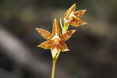 Thelymitra fuscolutea