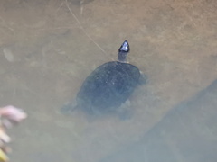 Rhinoclemmys funerea