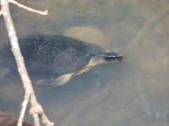 Rhinoclemmys funerea