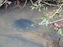 Rhinoclemmys funerea