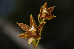Thelymitra fuscolutea