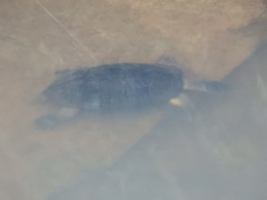 Rhinoclemmys funerea