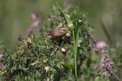 Phylloscopus griseolus