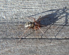 Bathyphantes pallidus