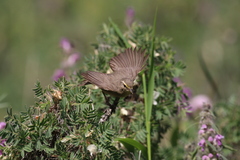 Phylloscopus griseolus