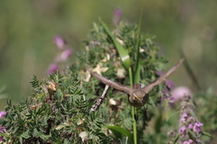 Phylloscopus griseolus