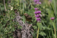 Phylloscopus griseolus