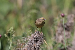 Phylloscopus griseolus