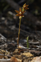 Thelymitra fuscolutea