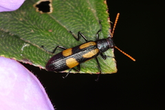 Strongylium luteicorne