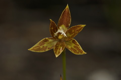 Thelymitra fuscolutea