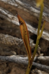 Thelymitra fuscolutea