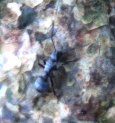 Polyrhachis schlueteri