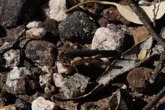 Qualetta maculata